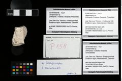 Foto (Objekt + Etikett) von Goniodromites sp.  (NHMW-GEO-2014-0194-0158b)